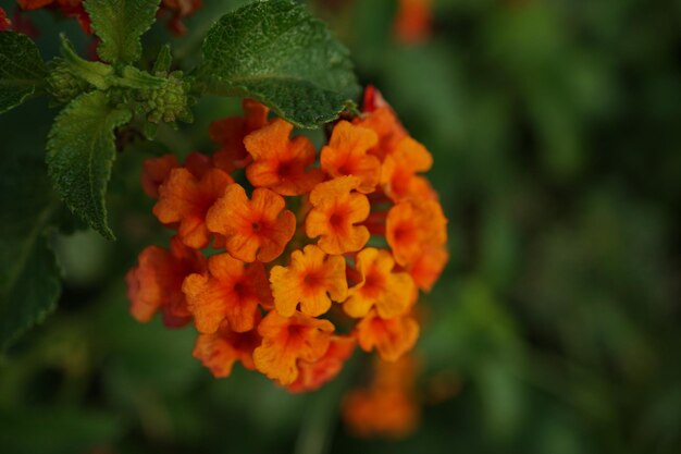 Close-up of orange marigold flower