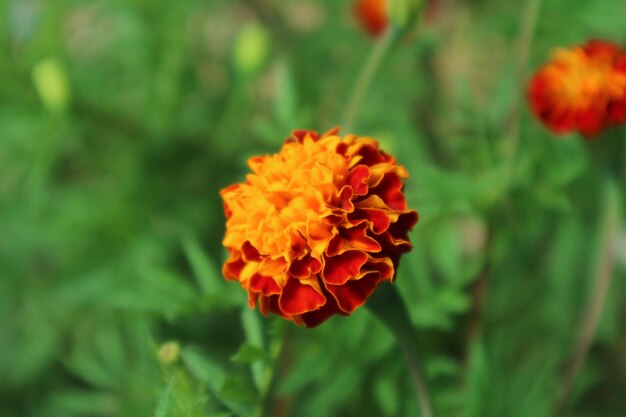 Close-up of orange marigold flower