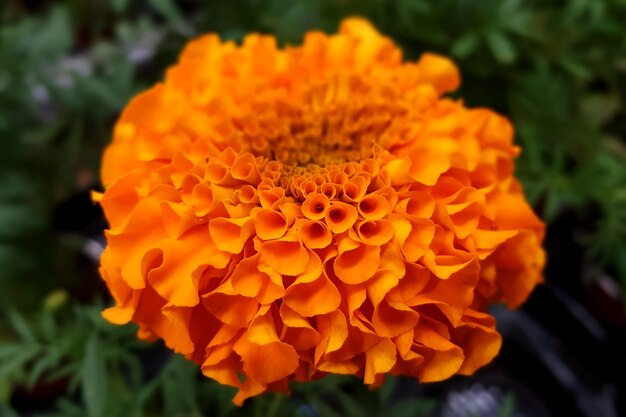 Close-up of orange marigold flower