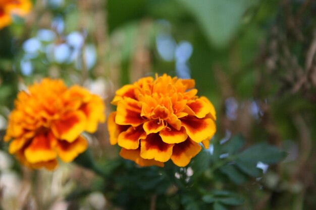 Close-up of orange marigold flower