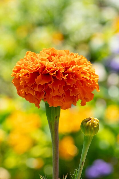 Close-up of orange marigold flower