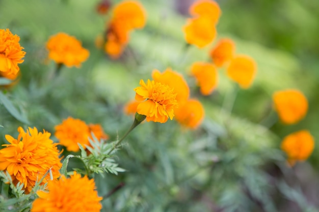 オレンジ色のメリゴールドの花のクローズアップ