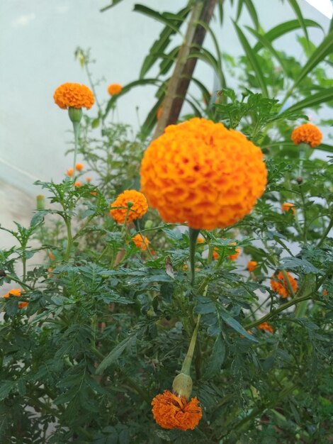 Close-up of orange marigold flowers