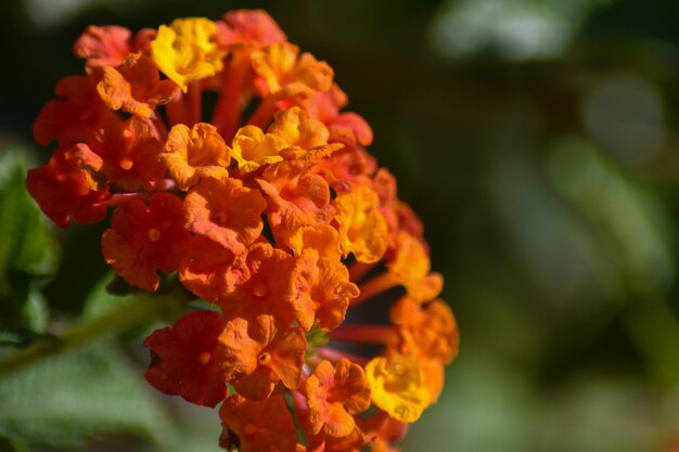 Photo close-up of orange marigold flowers