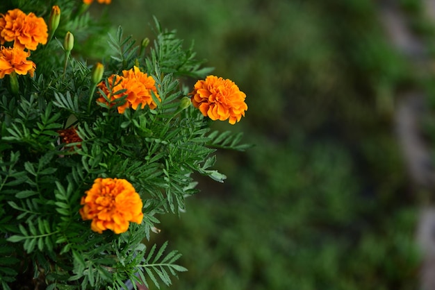 オレンジ色のメリゴールドの花のクローズアップ