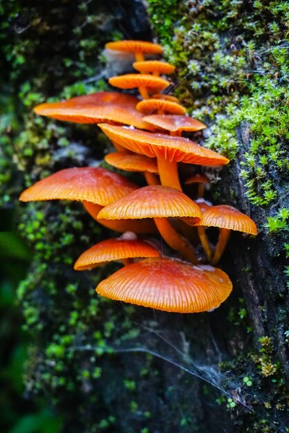 Close-up of orange mushroom