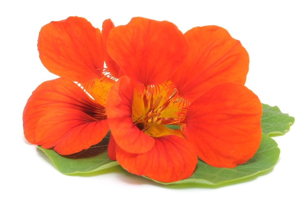 Close up orange nasturtium with leaves