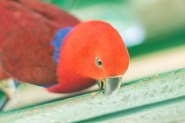 Photo close-up of orange parrot