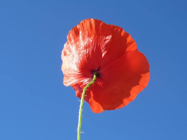 Photo close-up of orange poppy against blue sky