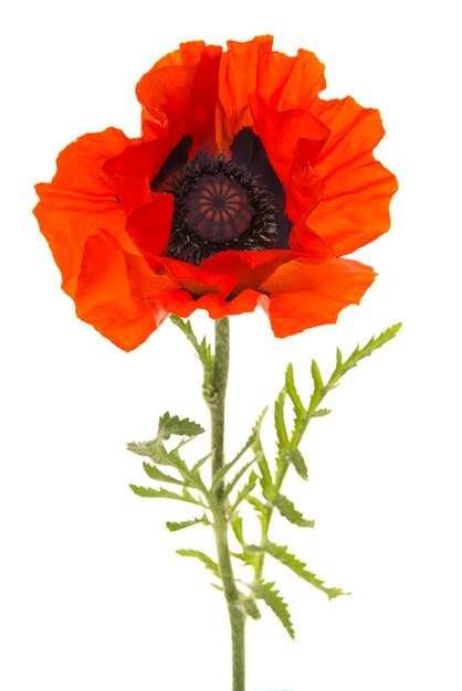 Photo close-up of orange poppy against white background