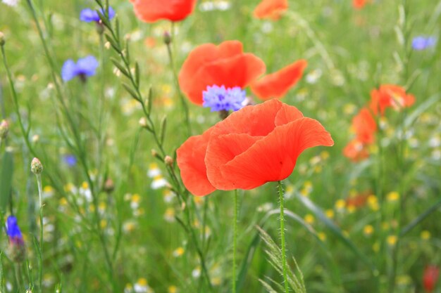 Close-up of orange poppy on field