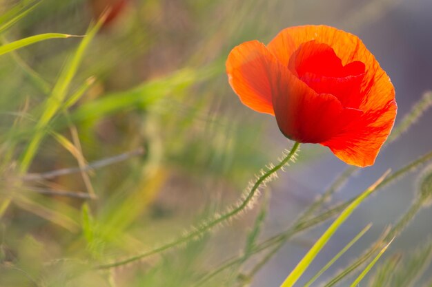 Close-up of orange poppy on field