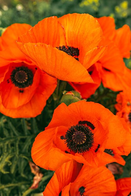 Foto prossimo piano del fiore di papavero arancione