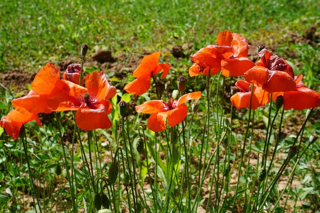 Foto close-up di fiori di papavero arancione che fioriscono sul campo