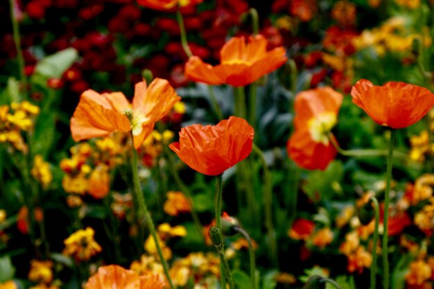 Close-up of orange poppy flowers in field