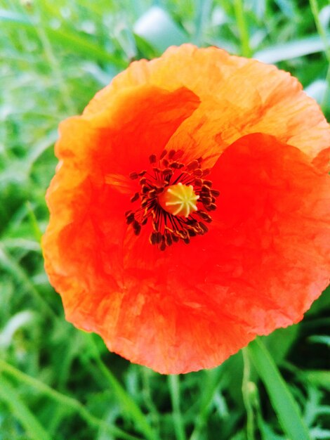 Close-up of orange poppy