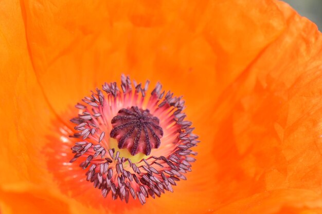 Close-up of orange poppy