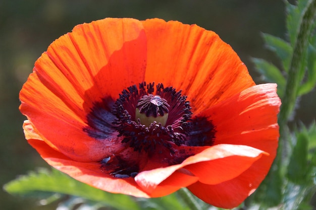 Photo close-up of orange poppy