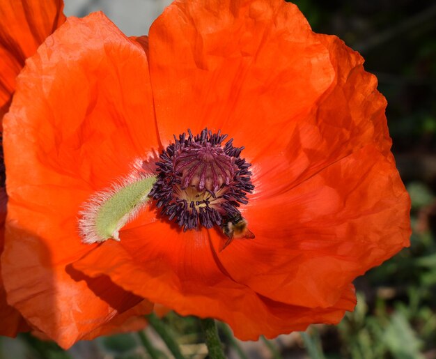 Close-up of orange poppy