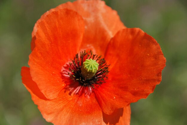 Close-up of orange poppy