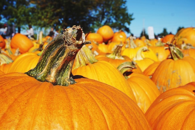 Close-up of orange pumpkins in pumpkin patch halloween october