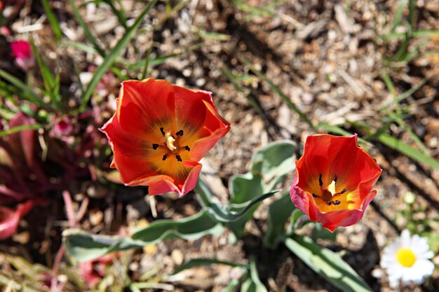 Foto close-up di un fiore rosso arancione