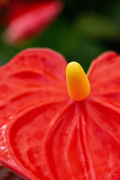 Foto close-up di un fiore di rosa rosso arancione