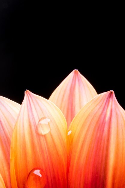 Photo close-up of orange rose against black background