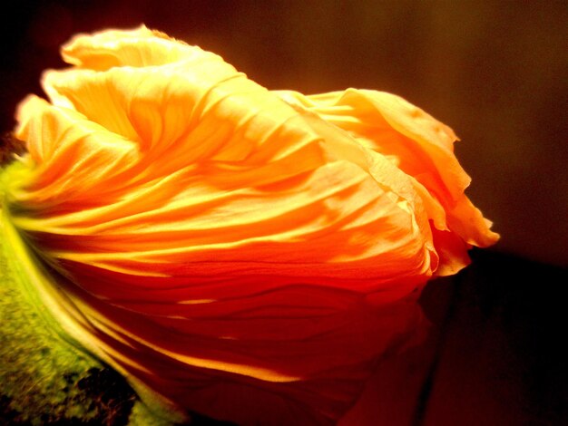 Close-up of orange rose blooming outdoors