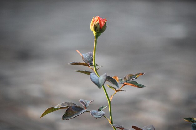 close up of orange rose flower buds on blurred background