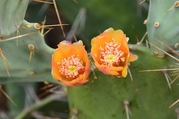 Foto close-up di un fiore di rosa arancione