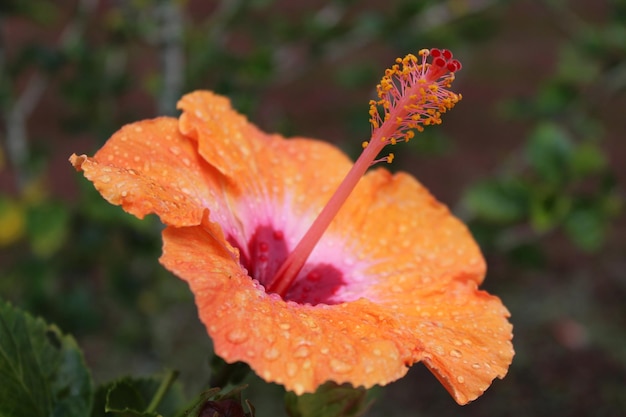 Close-up of orange rose flower