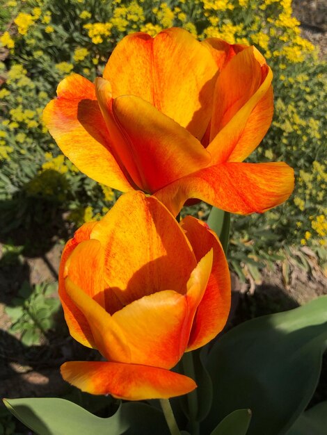 Close-up of orange rose flower