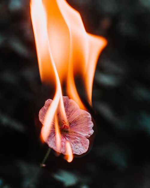 Photo close-up of orange rose flower