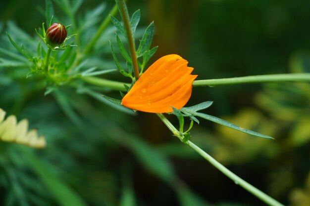 Close-up of orange rose flower