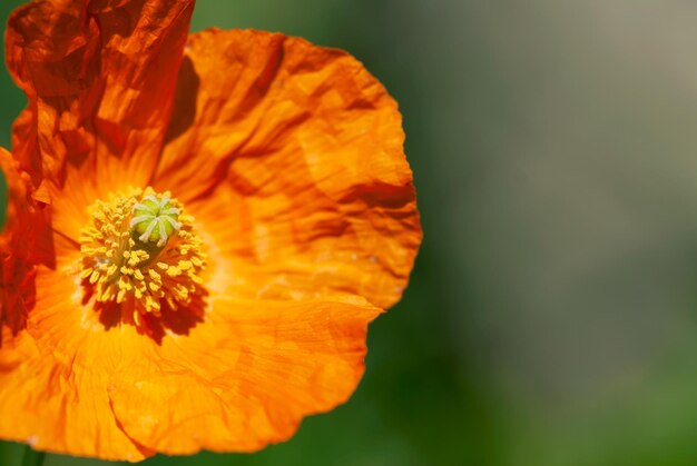 Close-up of orange rose flower