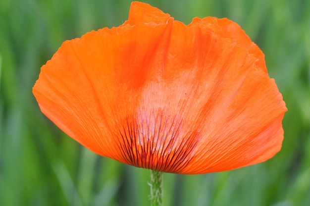 Foto close-up di un fiore di rosa arancione