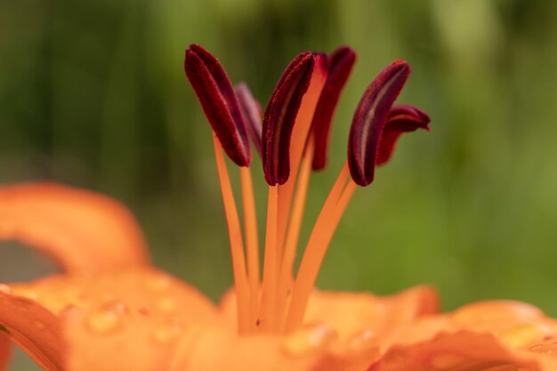 Foto close-up di un fiore di rosa arancione