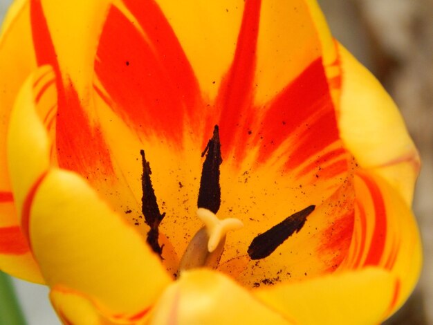 Close-up of orange rose flower