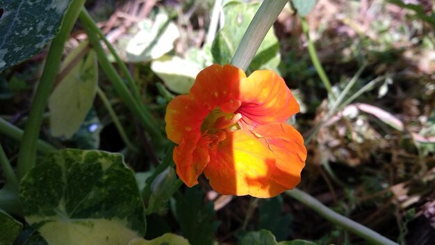 Close-up of orange rose flower