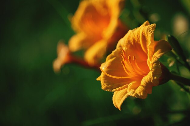 Close-up of orange rose flower