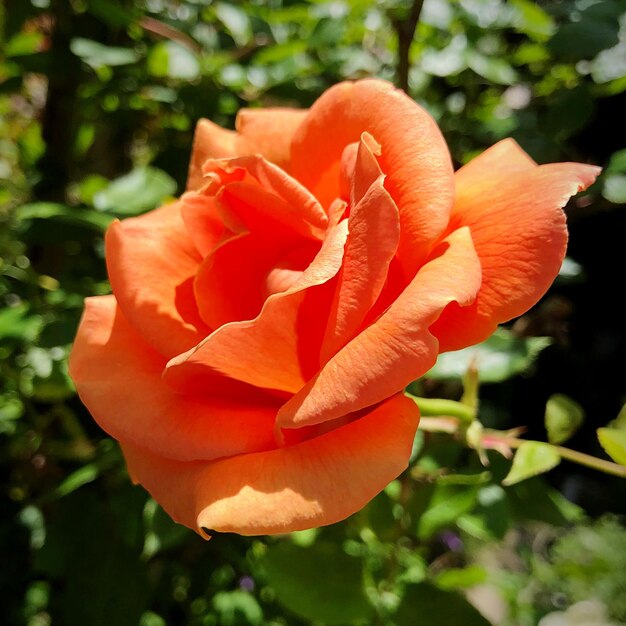 Close-up of orange rose flower