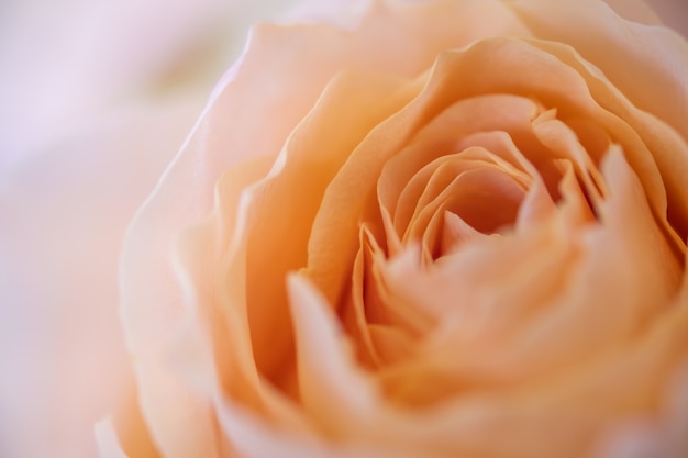 Foto chiuda in su del fiore di rosa dell'arancio.