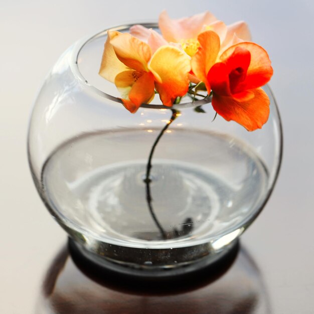 Photo close-up of orange rose in glass vase on table