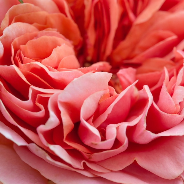 Primo piano di petali di rosa arancio rosa corallo inglese