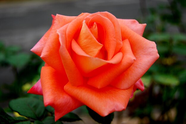 Close-up of orange rose