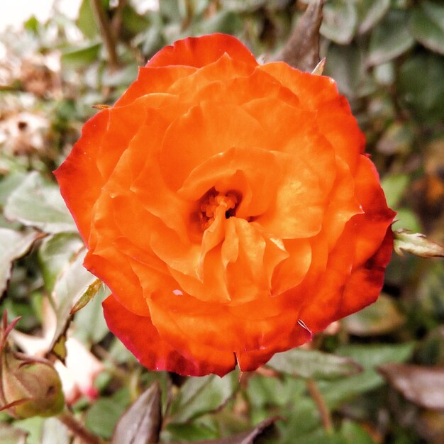 Close-up of orange rose