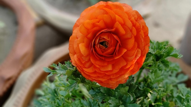 Photo close-up of orange rose