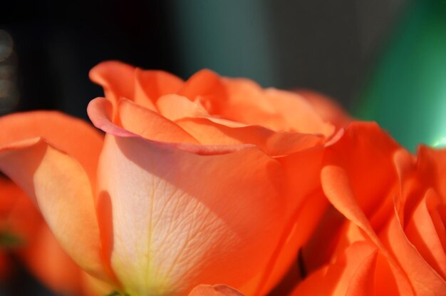 Close-up of orange roses blooming in park