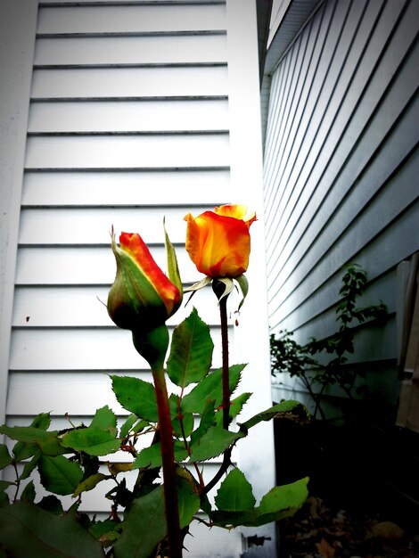 Close-up of orange roses blooming in yard